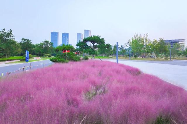 “粉色秘境”已上线！初冬必打卡！位置就在…