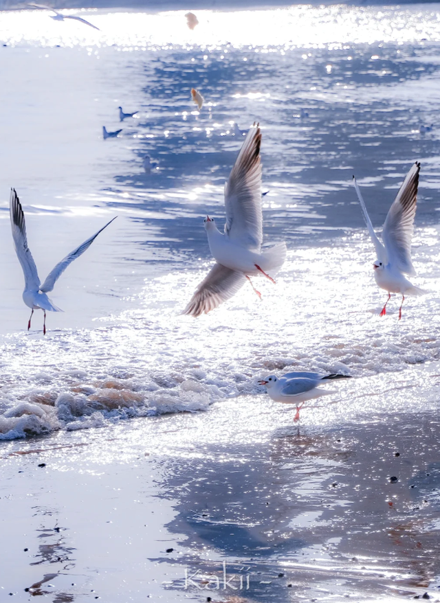跨年前，总要来栈桥追一次海鸥吧～
