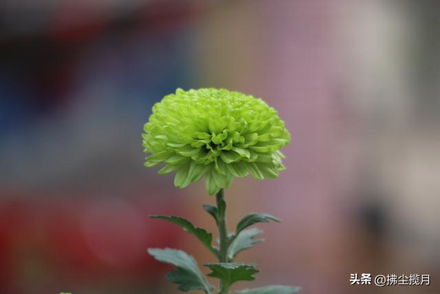 小区里的“菊展”，家门口的美景