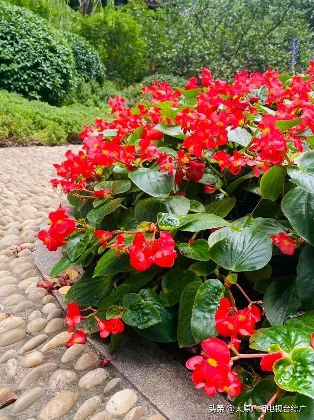太原盛夏：公园里的花事盛宴