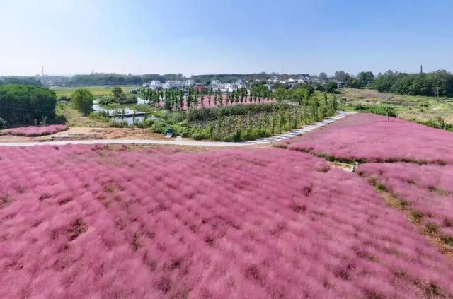 稻 花 香 里 看 雨 花