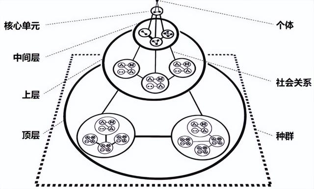 颠覆认知！10厘米小鸟竟有三层朋友圈，社交逻辑和人类神同步？