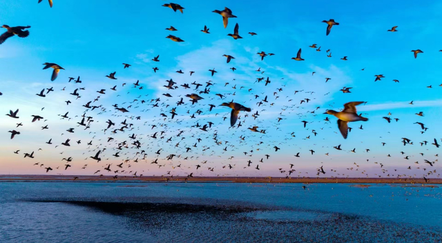 黄河入海 大美垦利 | 东营垦利观鸟贴心攻略