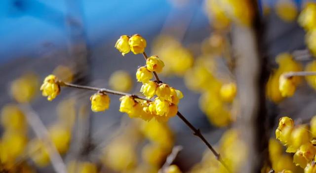 济南第一波蜡梅开了！这些赏梅地，赶紧冲！
