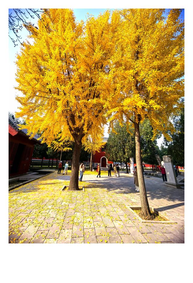 秋未央冬已至，此刻的石家庄毗卢寺正是秋色渐浓，一派秀丽风光。