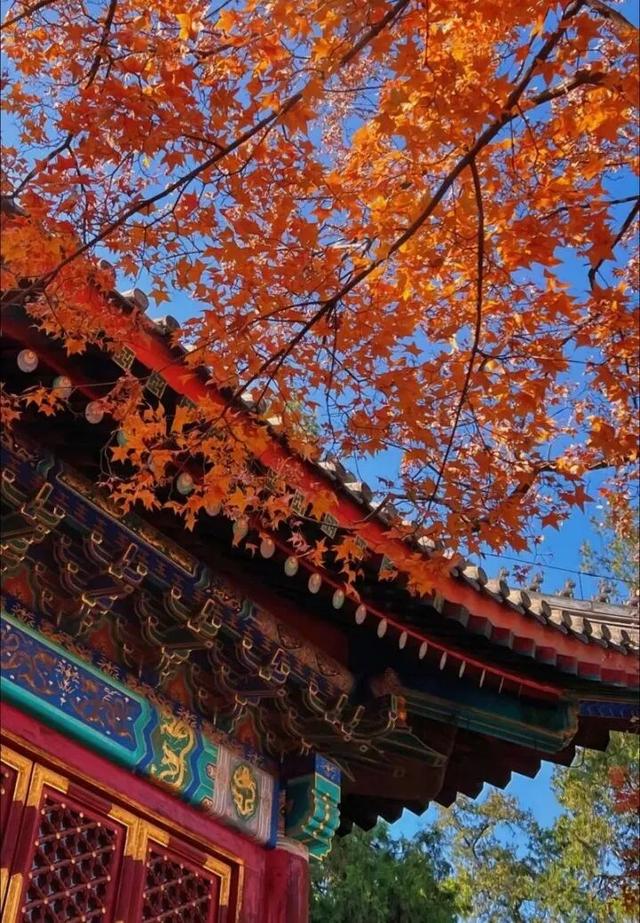 北京香山红叶季来了，但99%的人都去错了时间