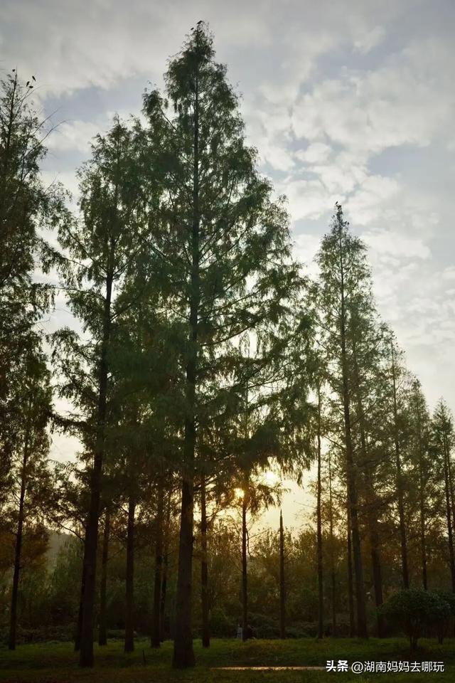 冬日遛娃就去长沙“济州岛”！水杉染红，芦苇摇浪，0元解锁 “橘子海” 日落