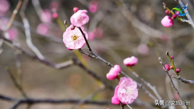 新洲梅花抢先打卡！抓住冬日第一抹绽放的色彩