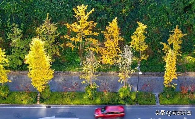 初冬恩施悄然变美，银杏枫树争相斗艳，我被这诗意时光深深震撼