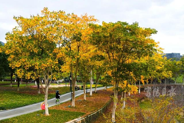 抓紧打卡！富阳人家门口的宝藏美景，错过要等明年！