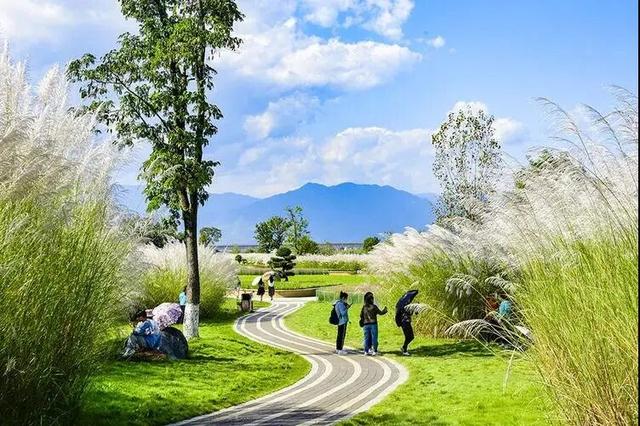 芦荻花开，伊人自来！天汉湿地公园第二届芦苇季即将开始→