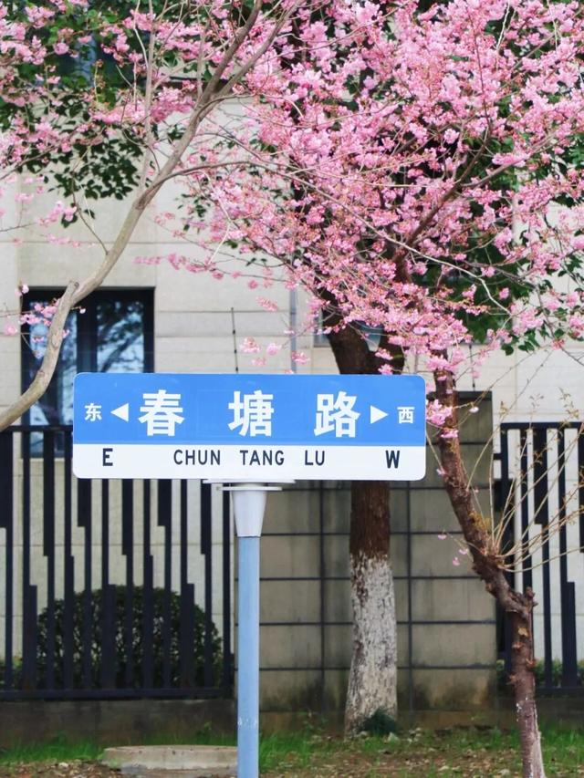 无锡的樱花都美成这样了！