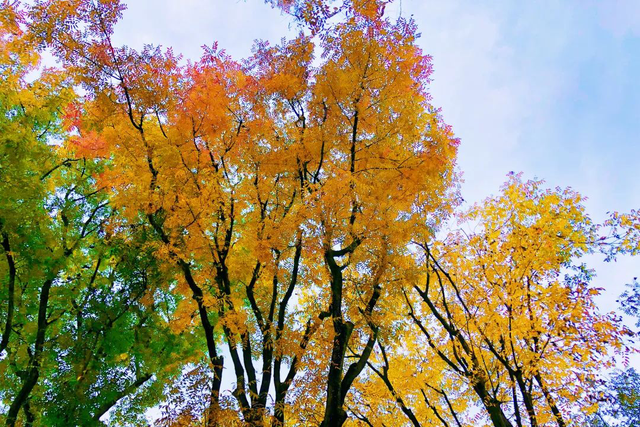 “秋假”开耍！带着小宝来雅安准没错！