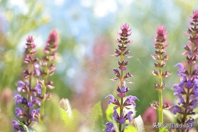 用佳能微距镜头拍出精美“花卉微距写真”的秘诀!