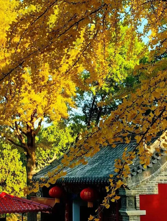 山东:时至初冬,银杏正当时