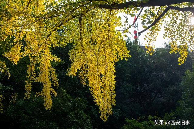 漫步在秋韵浓郁的环城公园（美图）