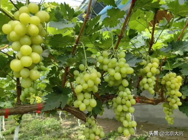 北京的“疯狂动物城”！一站直达→