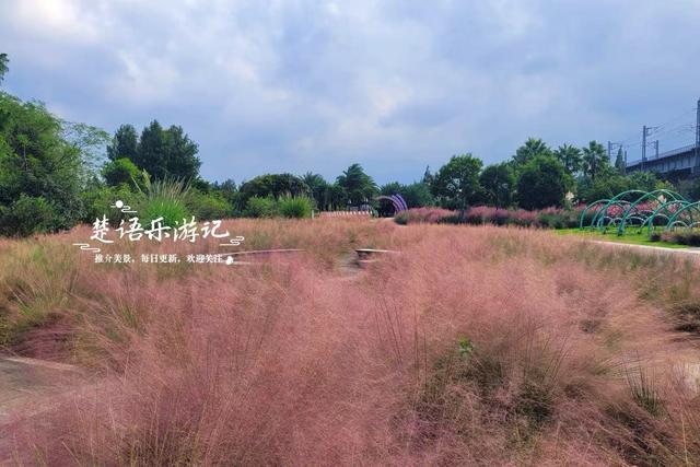 浙江宁波最受欢迎的粉黛园，其实没那么美，但周边的风景很值得游