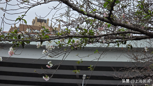 起猛了！南浦大桥下的樱花又开了！