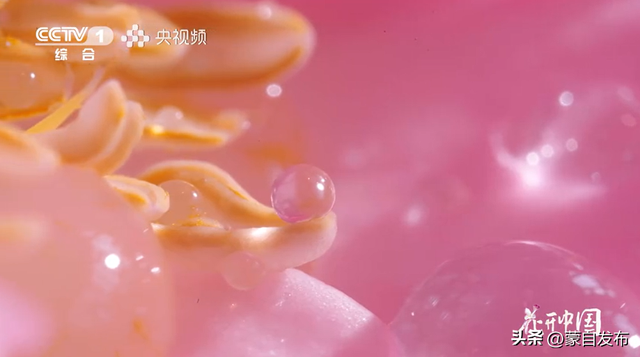 蒙自花开上央视！诚邀晒图，评论区专“宠”鲜花！