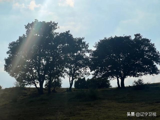 安利给所有徒步小白!沈阳出发1小时车程,解锁一片绝美秋色,走走停停超惬意~
