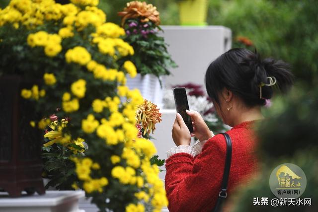 观天水|古城秋韵 菊绽芳华