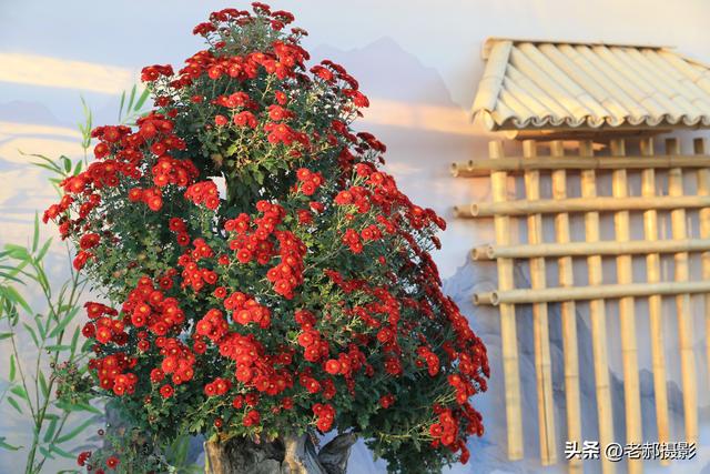 天坛秋韵，菊影斑斓，在古建与繁花间邂逅时光