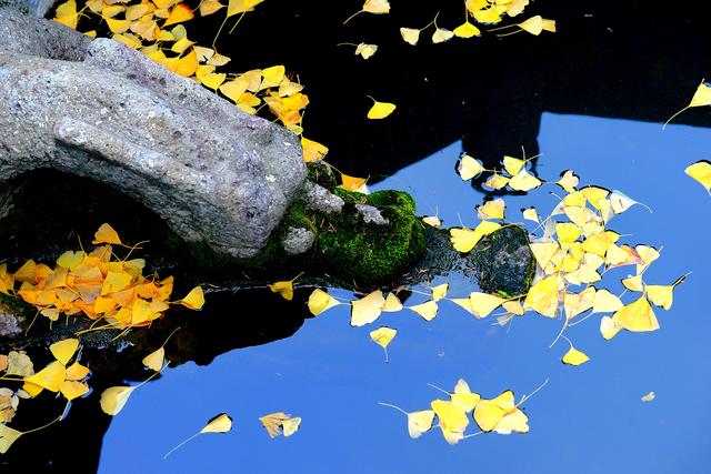 惠山古镇丨满地尽是🍂黄金甲