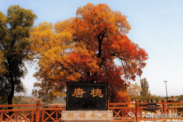 灵台A级景区全攻略，邀您共赴一场冬日康养之约