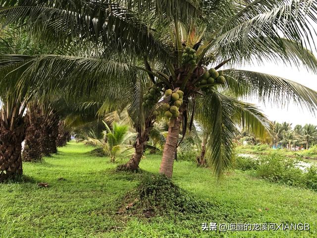我在澜沧江-湄公河尽头