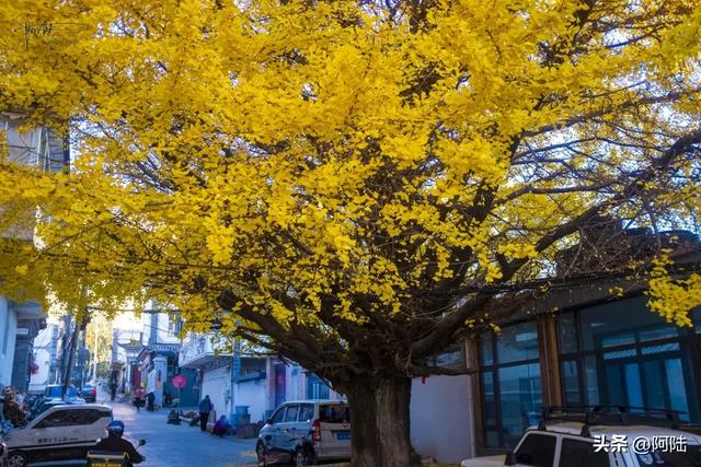 崇圣寺隔壁也有古银杏，就在三文笔村，长势更加风华正茂