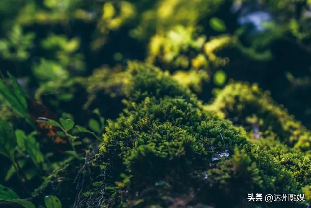 @全国教师，巴山大峡谷教师节免桃溪谷套票福利来啦~