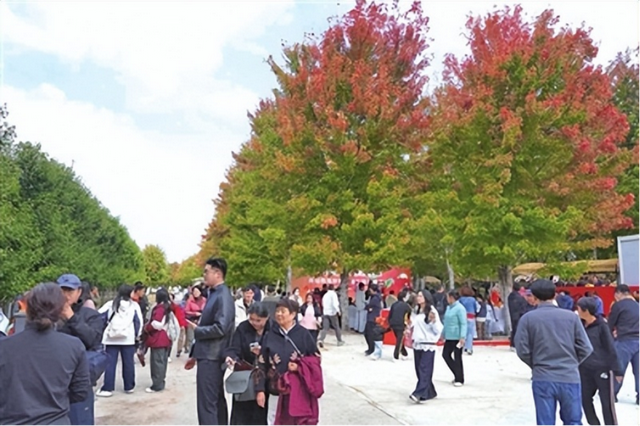 青岛西海岸新区第三届红枫文化节启幕 首日吸引万余市民游客