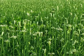 韭菜子植物习性解析与药用作用探讨：从种植到养护全程指南图片