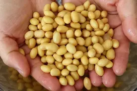 煮熟的黄豆如何变成“高效肥料”？3 种处理方法，不伤植物根系！图片