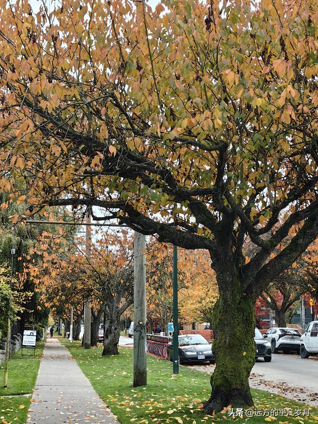 温哥华游记（五）