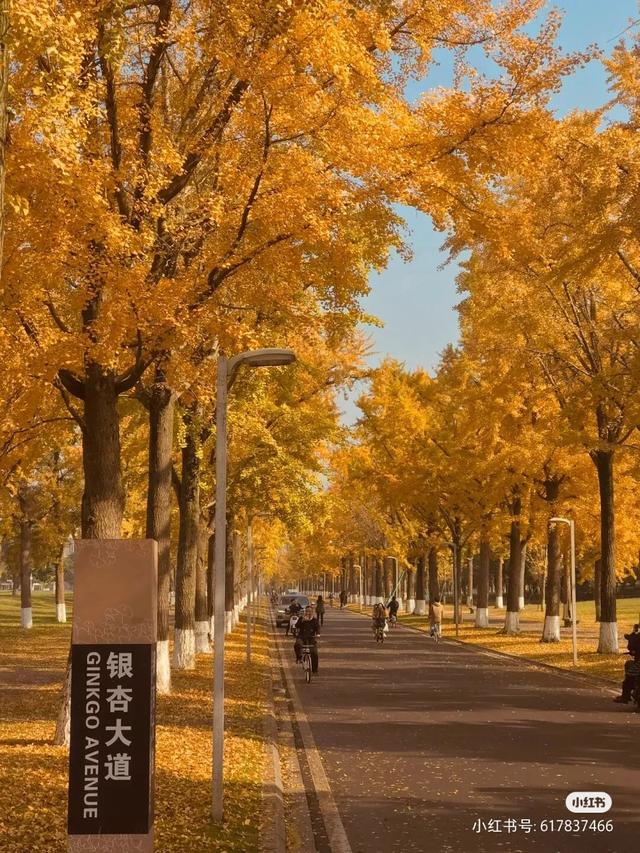 地铁直达！免费！成都20个绝美赏秋地，银杏水杉梧桐红枫限时上演！就在家门口！