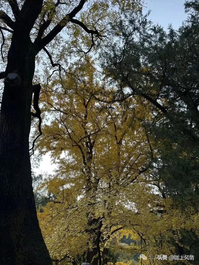 暖冬香山记(萧毅)