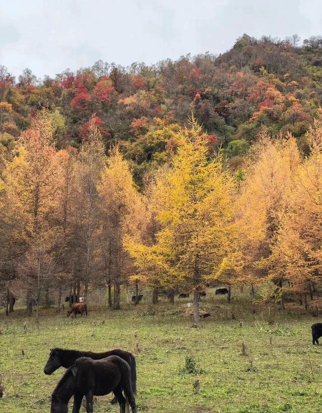 【美丽四川】平武天母湖，邂逅一场彩林与碧水的秋日盛宴‖柳红樱