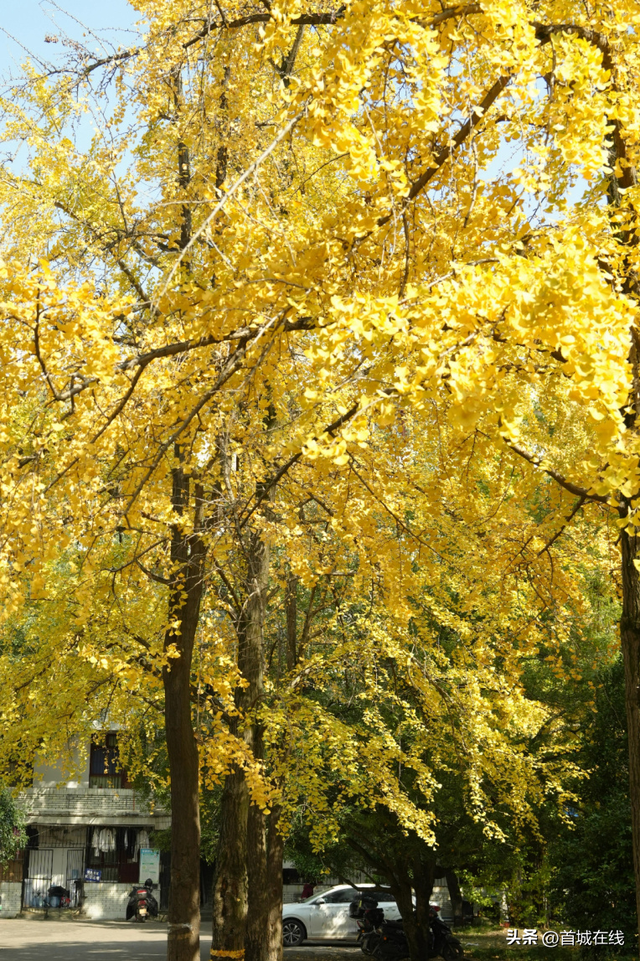 错过等明年！宜宾今年宝藏银杏打卡地合集在这里