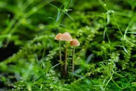 厉害了，我的菌，年亩产近千吨！图片