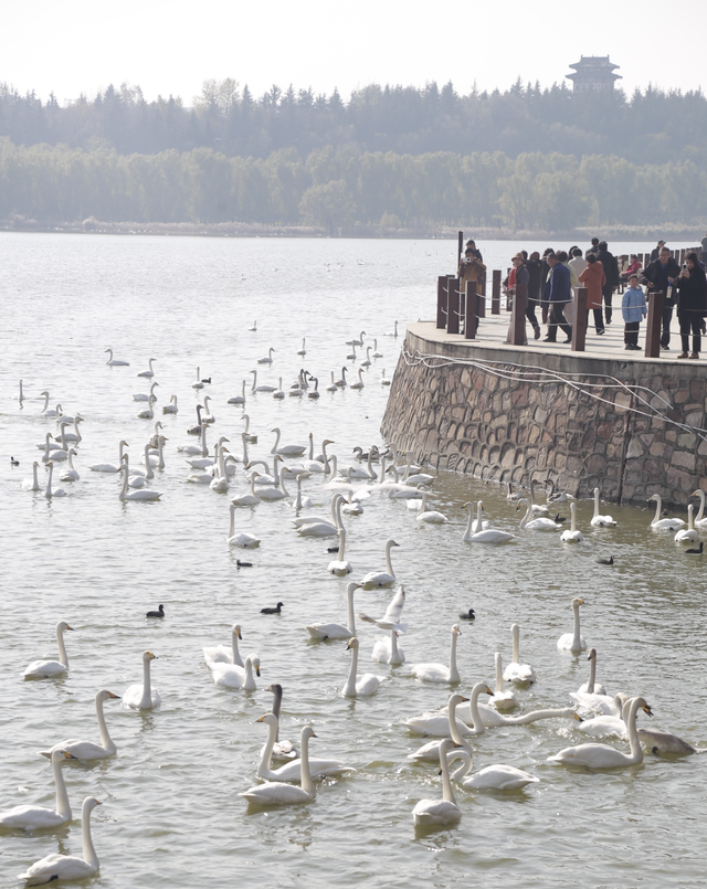 冬游中原好风光！来和天鹅一起过冬吧