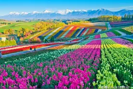 日本美瑛村：自然与艺术的完美交融，北海道的绝美乡村天堂图片