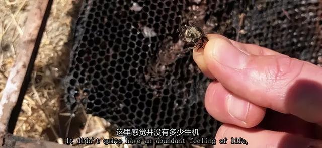 一对夫妻，为了一条狗，种出了一座森林