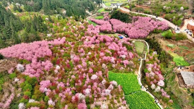 花已开，等你来！贵阳贵安2026赏花地图浪漫上线→