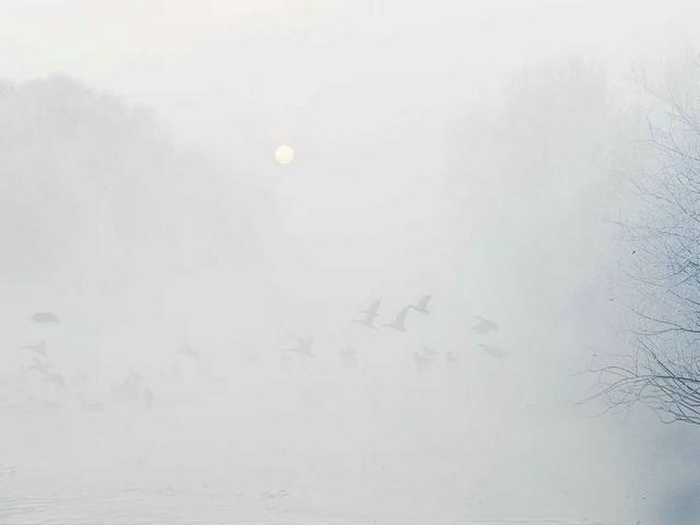 伊宁天鹅泉湿地公园：冬日里的生态诗画