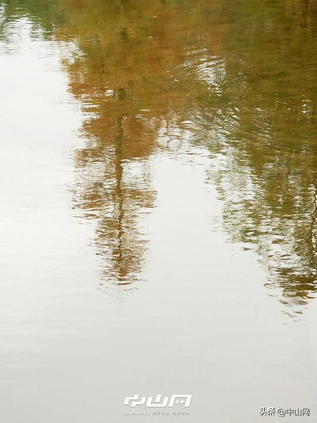 太出片啦！中山焦糖色「落羽杉」上线