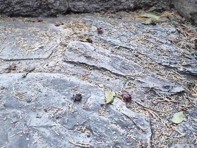 以我4次经历，带你打卡北京香山，北京的朋友请补充