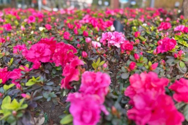 纪念中央特科成立98周年！四川北路上新一座红色文化与绿色生态融合的口袋公园