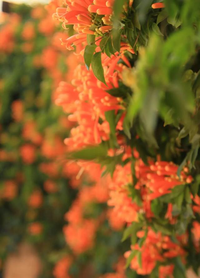 弥勒炮仗花瀑布，太出片了！多个打卡点→